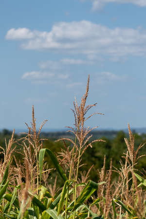 Many small male flowers make up the male inflorescence, called the tassel on maize plant in field...