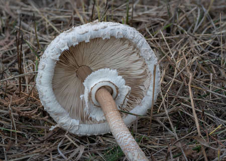 Harvested edible parasol mushroom on dry grass with withered gillsの写真素材