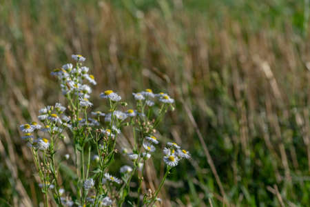 A plant in a field with small white flowers