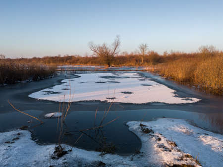 Frozen swamp, winter landscape with willow tree without leaves and tall dry grassの写真素材