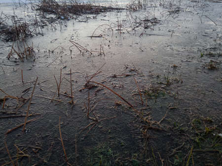 Detail from swamp in winter, frozen grass in iceの写真素材
