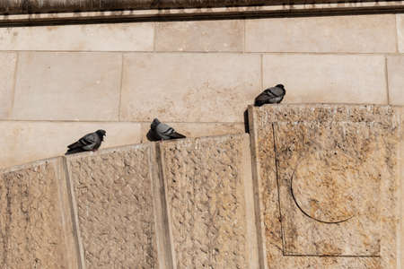 The pigeons rest and bask in the sun