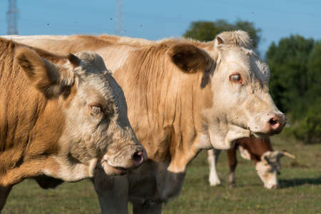 Lateral close-up of the heads of two cows on pasture during a sunny dayの写真素材