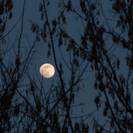 Waxing Gibbous moon on evening sky between silhouette tree twigs - landscape