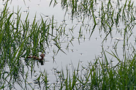Surface tension around flooded grass blades close up, water drops on grass tips