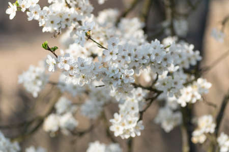 Cherry plum branch in bloom close up, fruit tree with lush bloom during sunny spring day