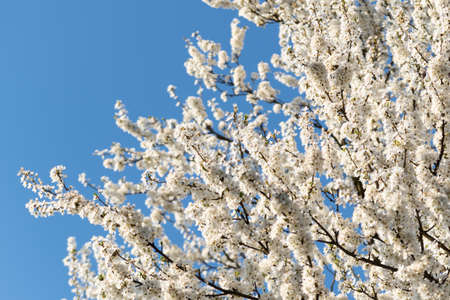 Cherry plum in bloom against blue sky, fruit tree in lush bloom during sunny spring day