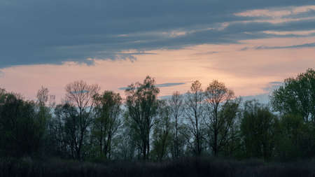 Clouds above forest at twilight, calm natural landscape panoramaの写真素材