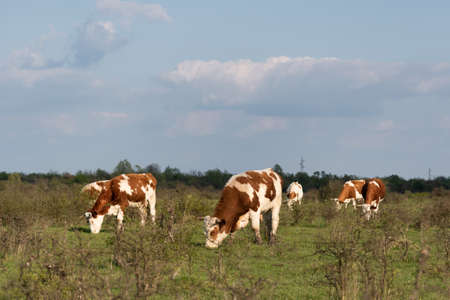 Cows graze grass among shrubs, cattle in free range in plain field in spring