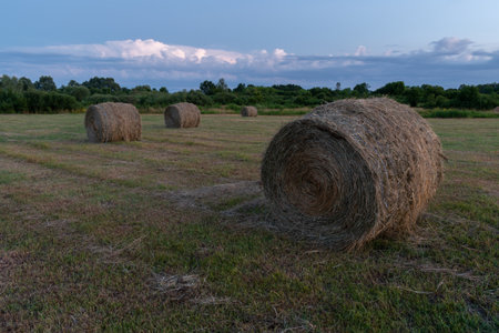 Round hay bales in flat field during blue hour, roll bales in field at dusk and bright cloud in sky,...