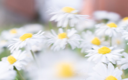 Daisy flowers in motion blur, long exposure in windの写真素材