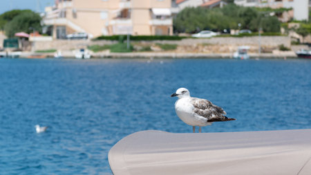 Seagulls rests on fishing boat cabin, waiting for foodの写真素材