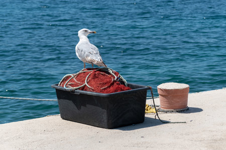 Seagull sit on plastic container with fishing net, sea dockの写真素材