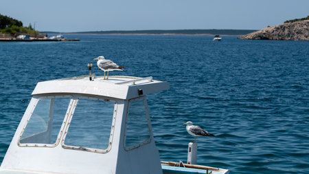 Seagulls rests on fishing boat cabin, waiting for foodの写真素材