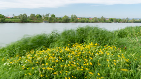 Grass in motion blur due strong wind on riverbank, windy dayの写真素材