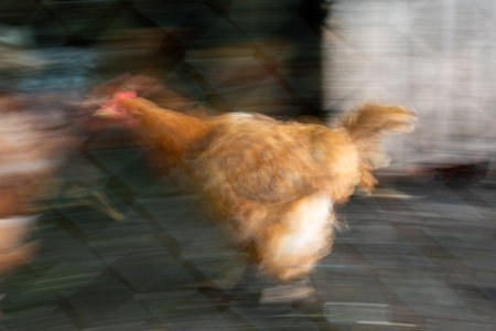 Hen in rush with intentional motion blur behind wired fence of hen coopの写真素材