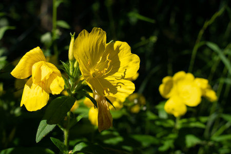 Yellow flower in garden close upの写真素材