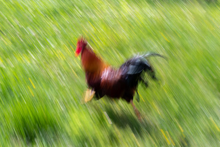 Rooster run through grass, intentional motion blurの写真素材