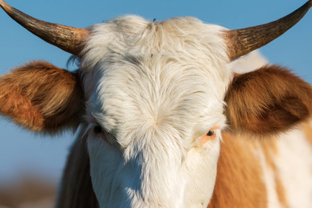 Outdoor portrait of cow, front view of hairy cow head with pointy horns and big earsの写真素材