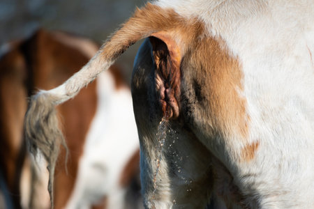 Cow in pasture with raised tail close up, external orifice while urinating closeup, liquid exits...