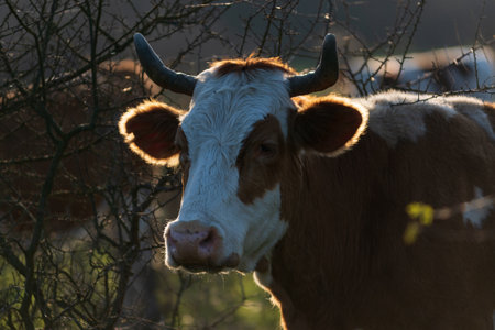 Outdoor portrait of backlit cow head with glowing hair on ears, front view of cow head with rim light on hairの写真素材