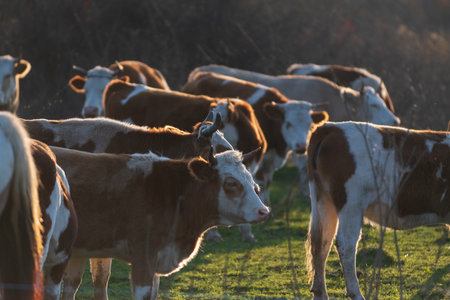 Herd of cows in pasture with glowing backlit hair, rim light in cows hair lit from behind at evening