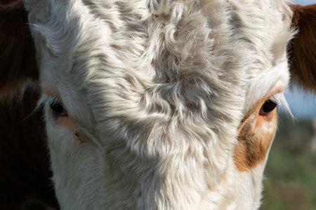 Cow head closeup with curly hair on forehead, farm animal portraitの写真素材