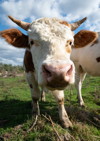 Bull head close up with curly hair on wide forehead, animal portrait