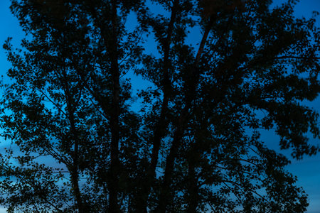 Tree canopy silhouette against sky at dusk