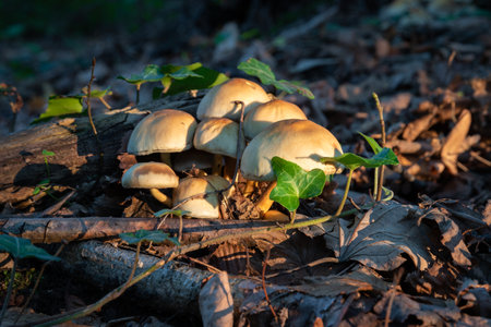 Cluster of mushrooms on forest floor next to decaying wood sunlit by evening sun