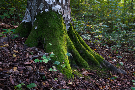 Hornbeam tree trunk with roots overgrown with moss catching some sunlight, forest landscapeの写真素材