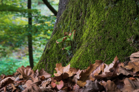 Young tree at base of big tree close up, oak sapling and big tree covered with mossの写真素材