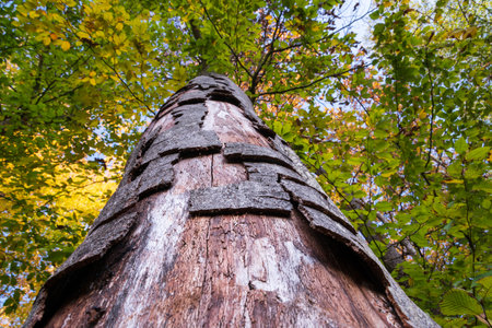 Dying tree with cracked and fall off bark, dying back tree