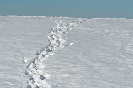 Trace in snow uphill, winter detailの写真素材