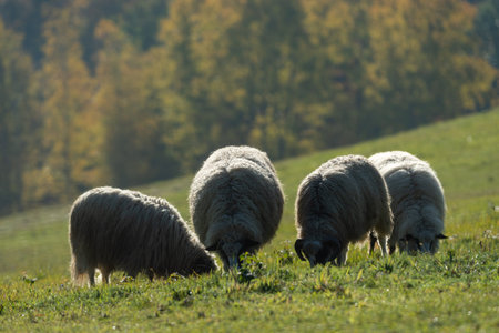 Flock of sheeps graze on pasture close up during autumn sunny day