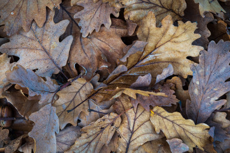 Fallen leaf on ground close up, oak leaves in forestの写真素材