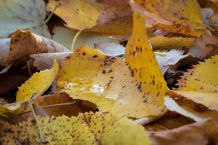 Wet yellow leaf on ground close up, fallen leaf in autumnの写真素材