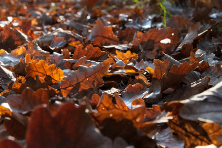 Fallen leaf backlit on ground close up, oak leaves in forestの写真素材