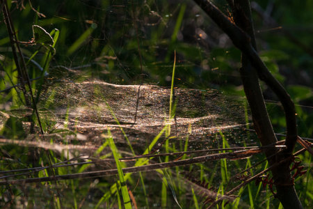 Spider web woven between dry grass and young wood, detail from natureの写真素材