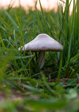 Mushroom with white cap in tall grass, autumn seasonの写真素材