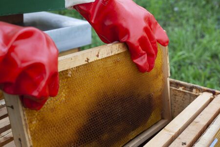the girl examines the bees farm in the protective suit