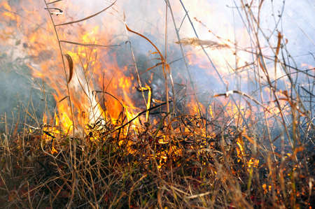 open fire burning dry grass close up photo