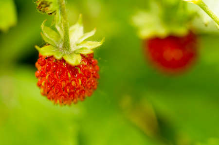 Macro shot of two wild strawberry with forest bacground in sunlightの写真素材
