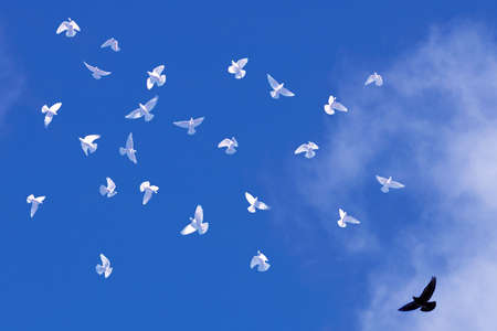 A flock of white pigeons and a black ravenの写真素材