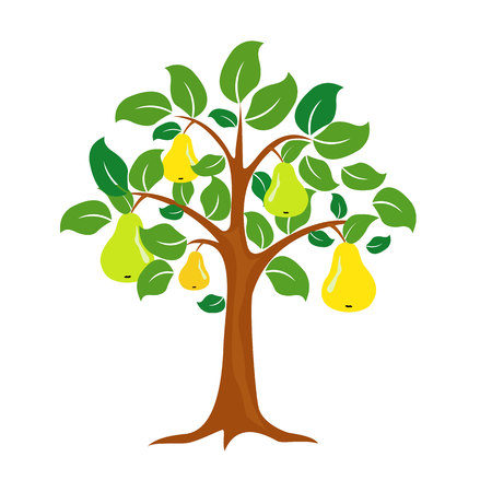 vector pear tree isolated on white backgroundのイラスト素材