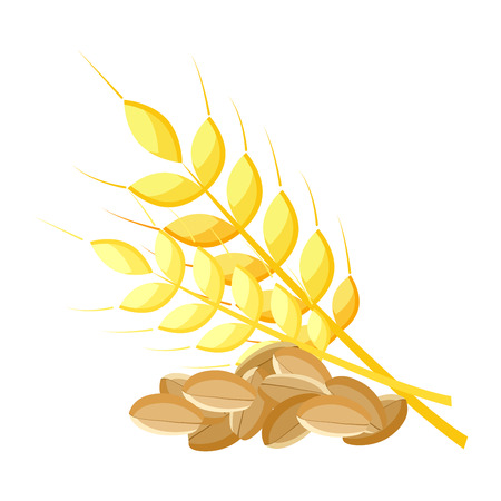 Wheat, realistic vector illustrationのイラスト素材