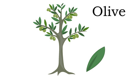 Olive Trees vector element. vector icon green iconのイラスト素材