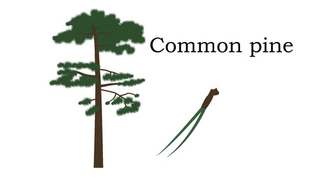 Common pine  Trees vector element. vector icon greenのイラスト素材