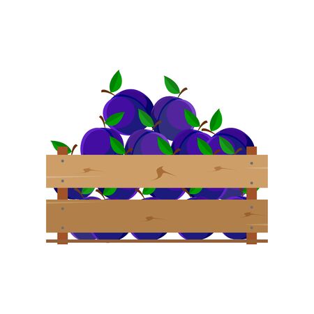 Box with plums, wooden, fruit, fresh, natural, vector.のイラスト素材