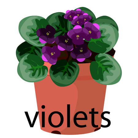 violet pot for flowers, with earth, pink, for seedlings, potsのイラスト素材